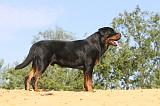 ROTTWEILER 074